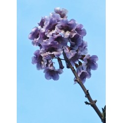 Paulownia Shantong