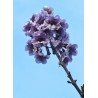 Paulownia Shantong