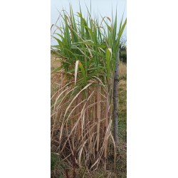 Miscanthus géant