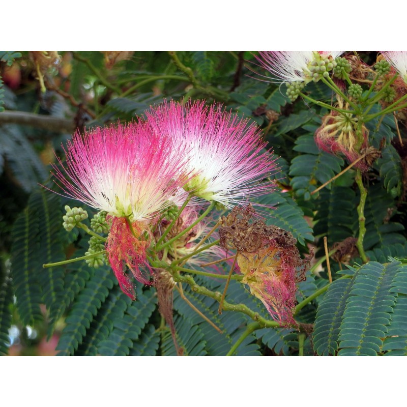 Albizia (arbre à soie)