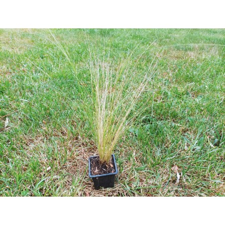 Stipa "cheveux d'anges"